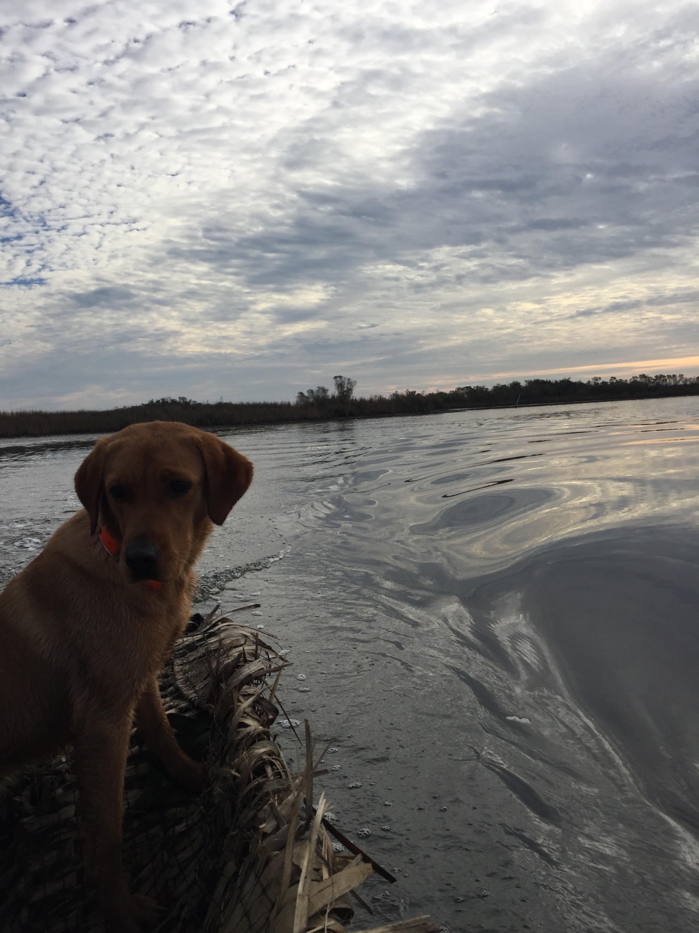 Reba "ELITE ACES LIL O REBA" photo 5