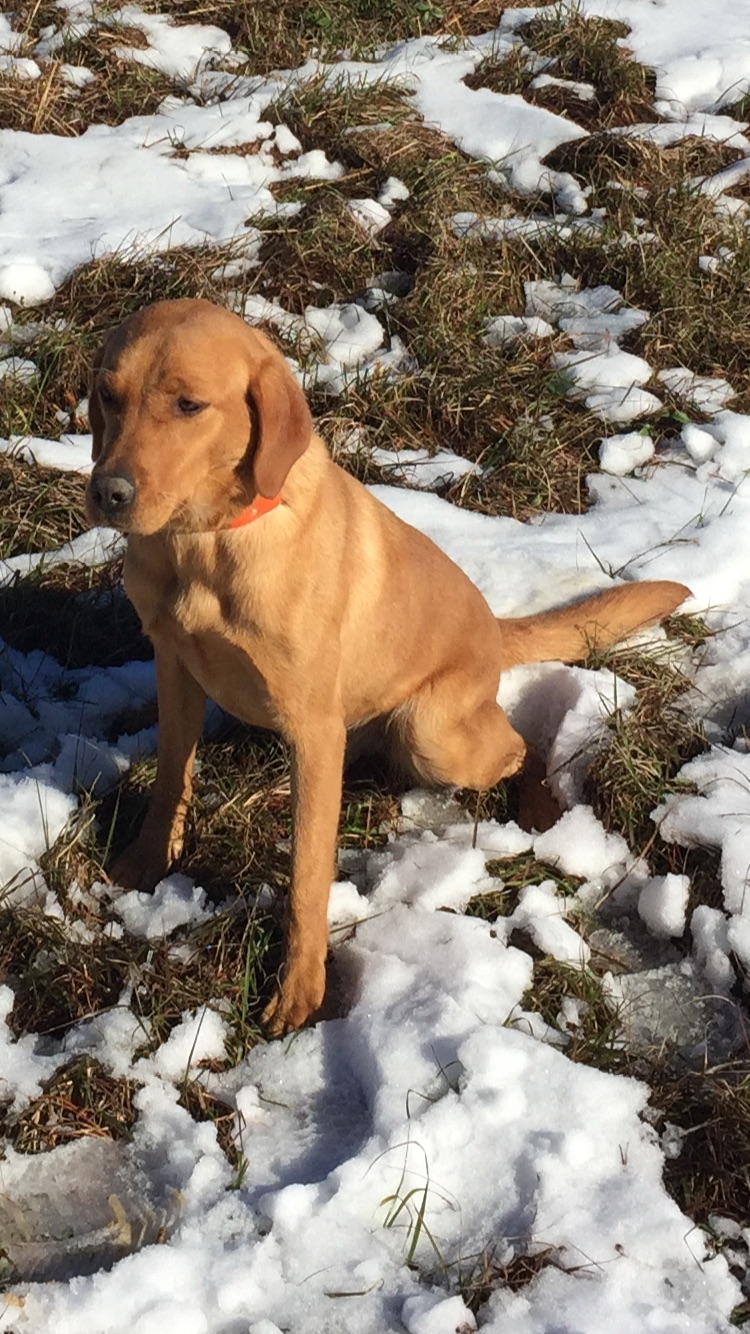 Reba "ELITE ACES LIL O REBA" photo 6