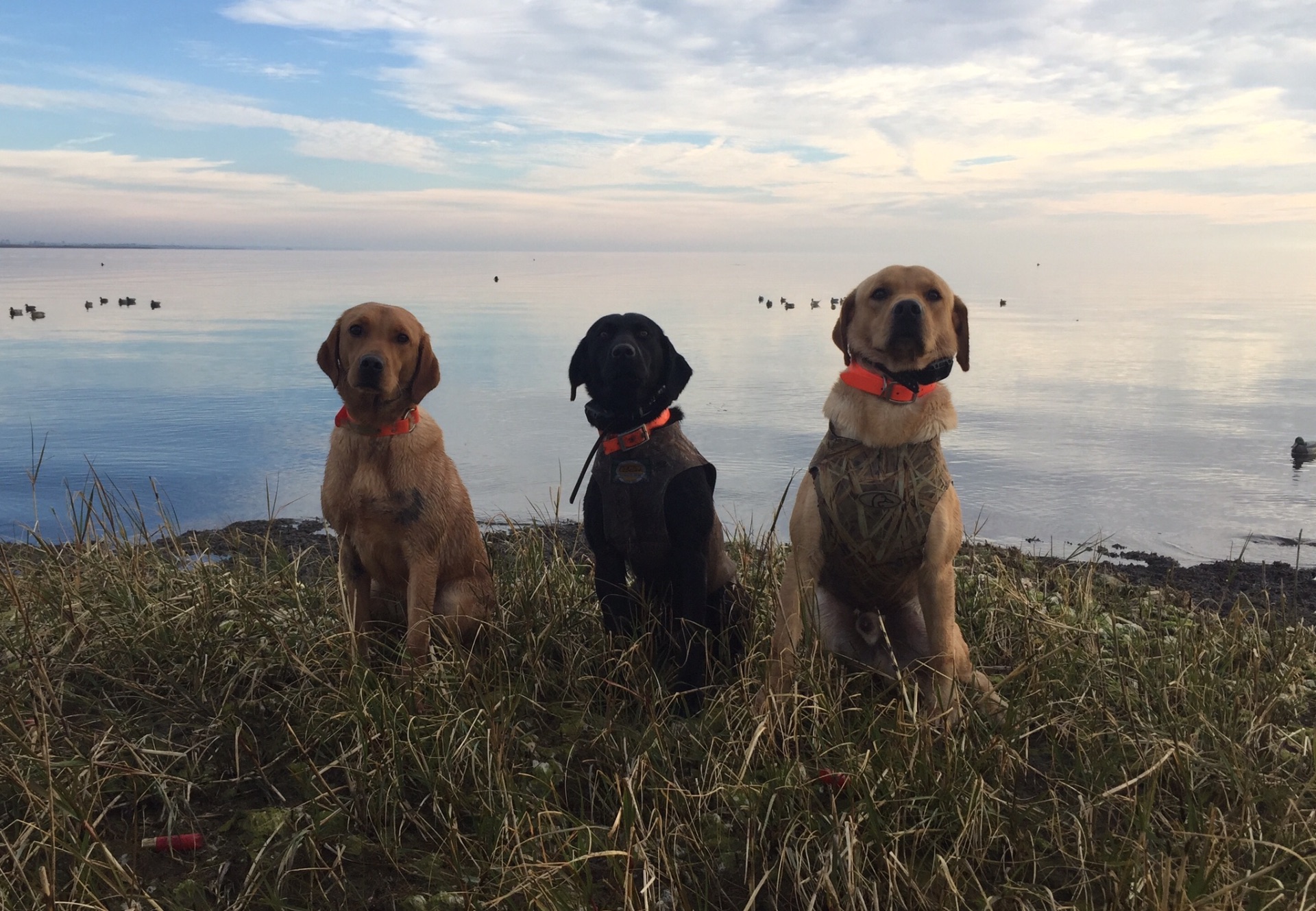 Reba "ELITE ACES LIL O REBA" photo 7