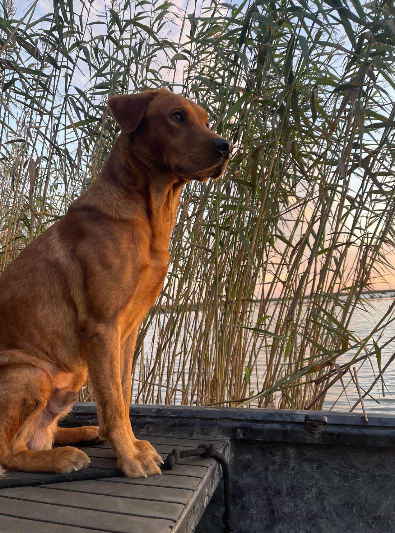 Daisy "ELITE ACE'S 'DAISY' OF DIABLO"