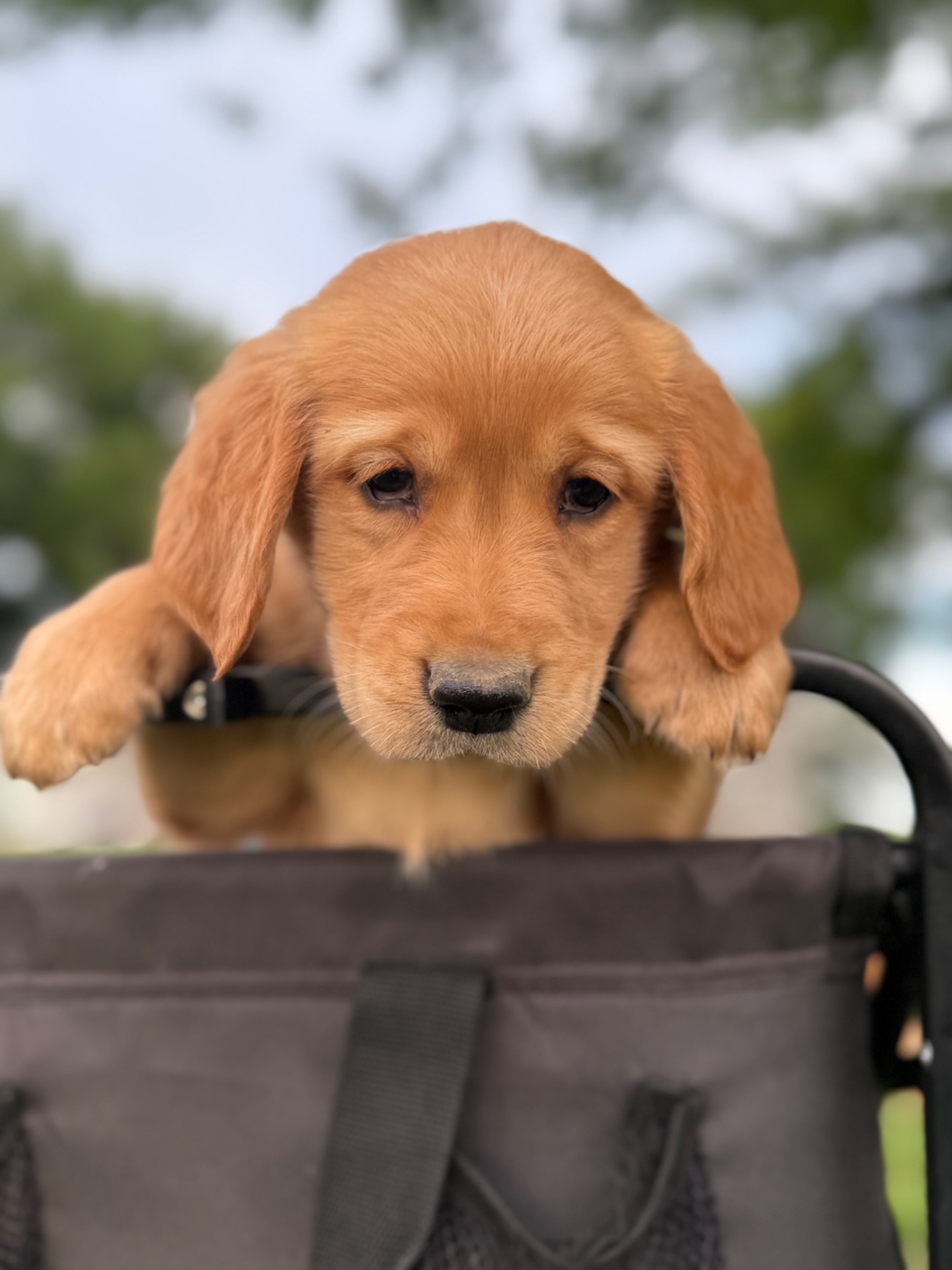 Buddy (Blue Collar)