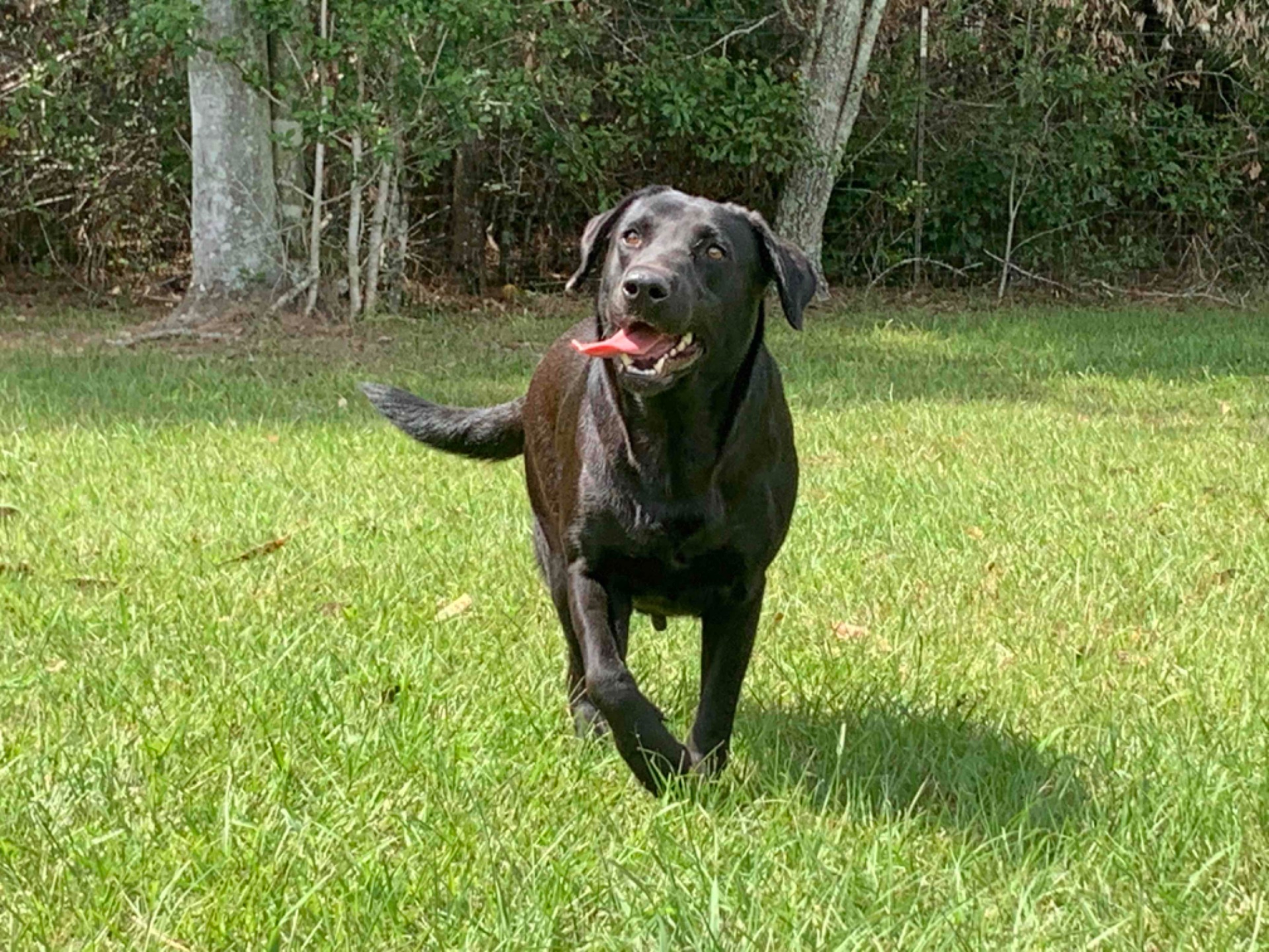 Leia B "ELITE LEIA B OF GOOSE"