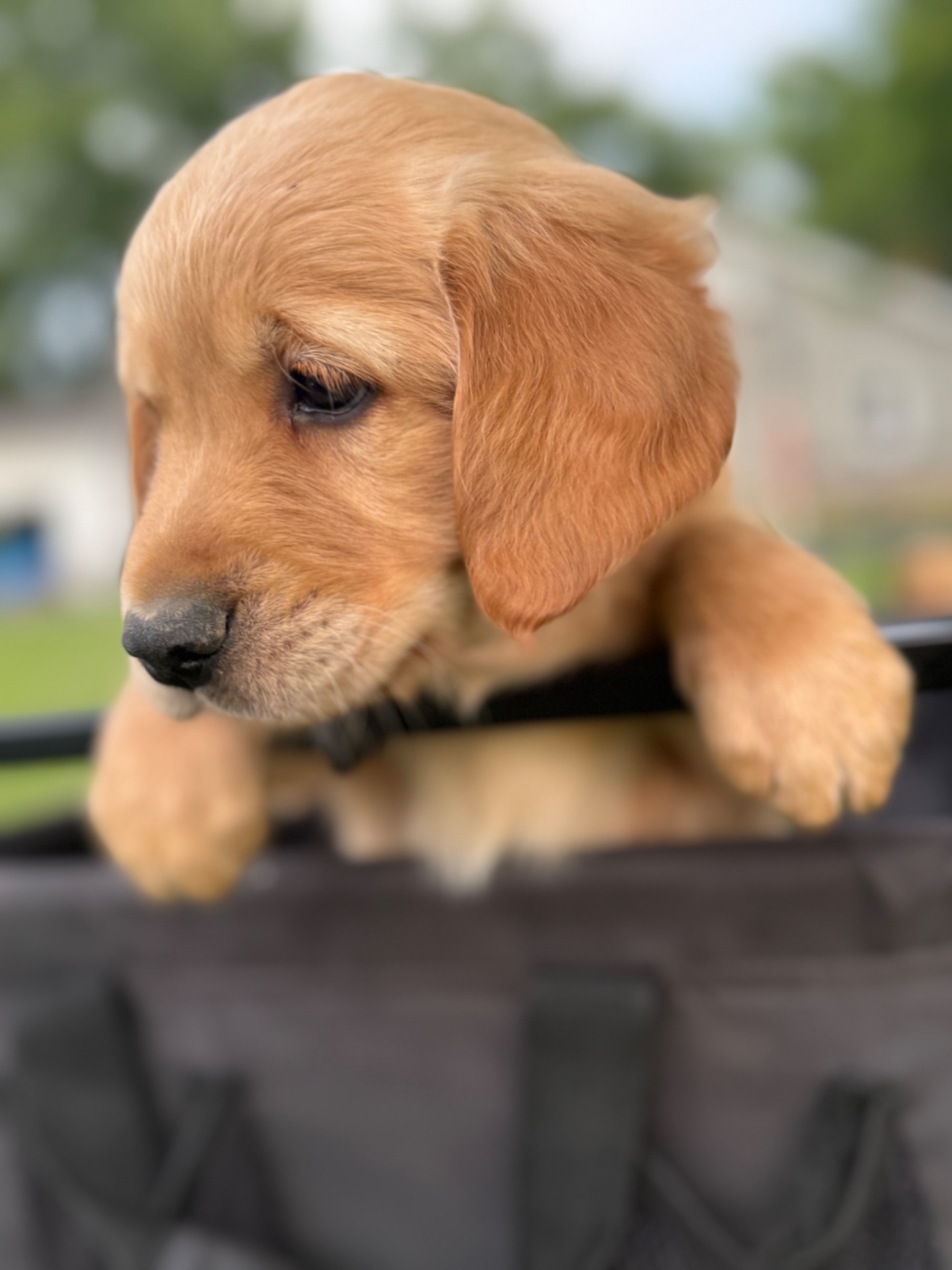 Milo (Green Collar)