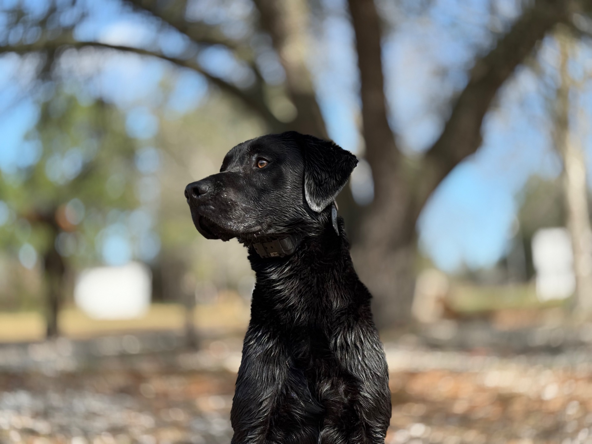 Bob "Liskoney Konate (BB2)"