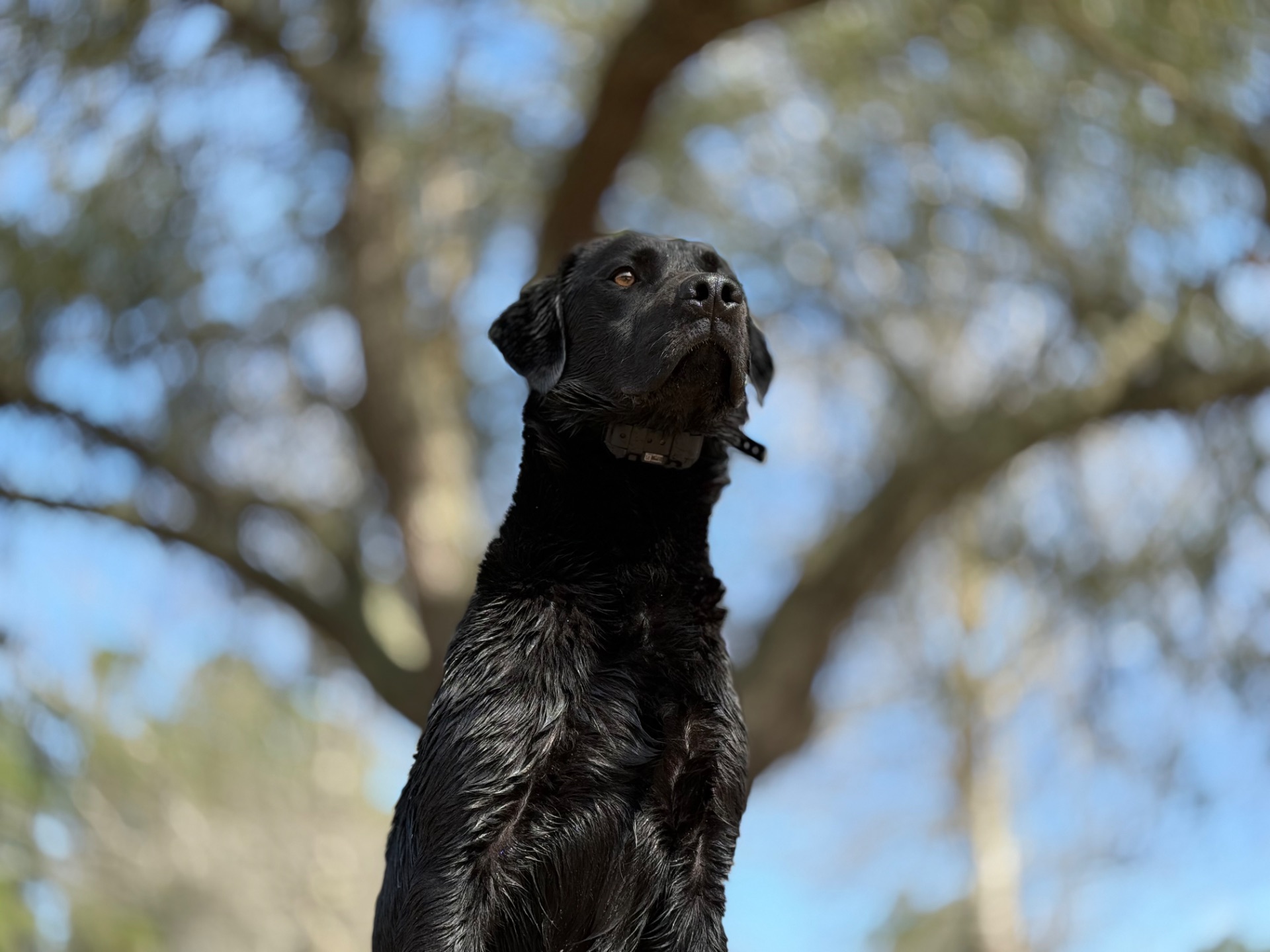 Bob "Liskoney Konate (BB2)" photo 2