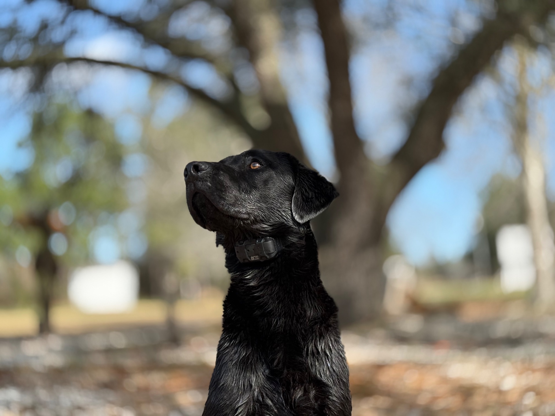 Bob "Liskoney Konate (BB2)" photo 3