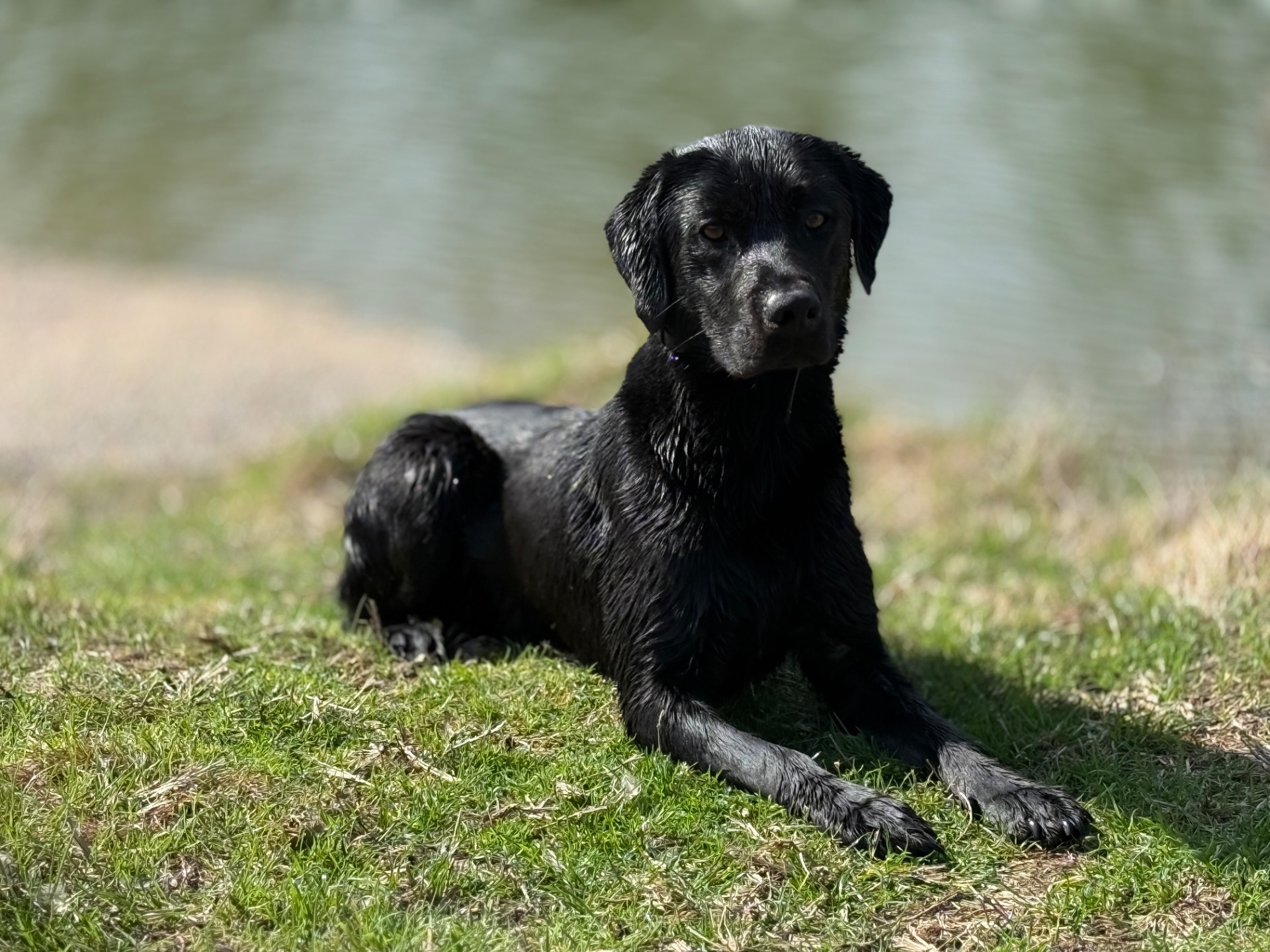 Bob "Liskoney Konate (BB2)" photo 4