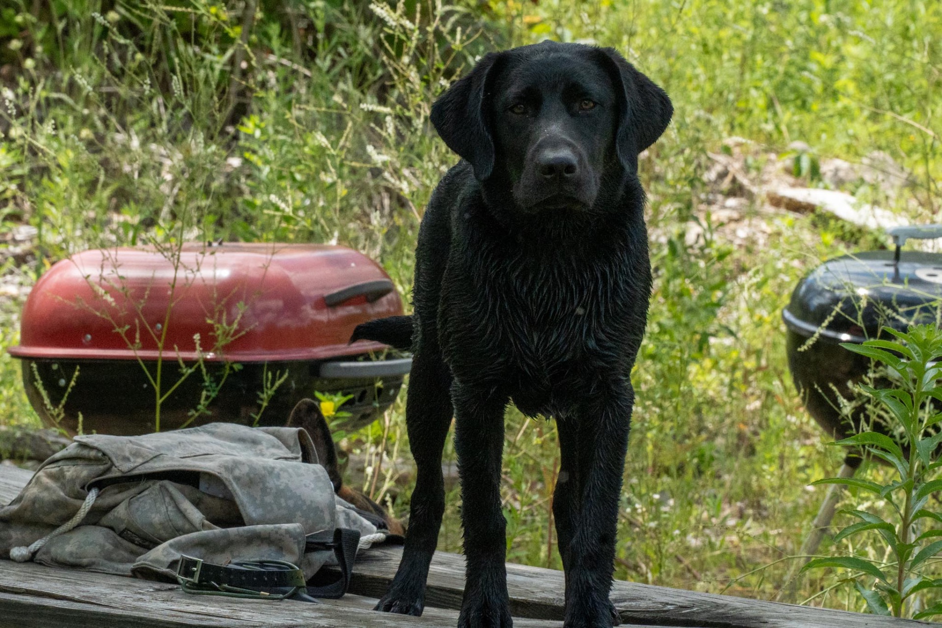 Benelli Harn