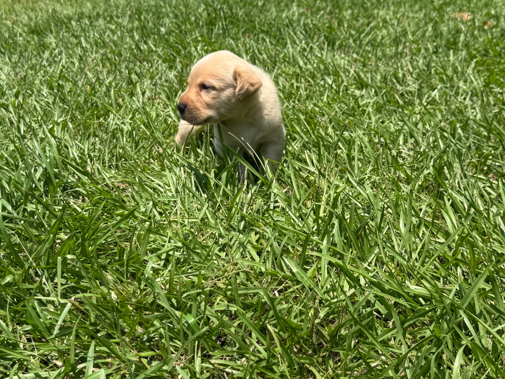 Marley 26 photo 2