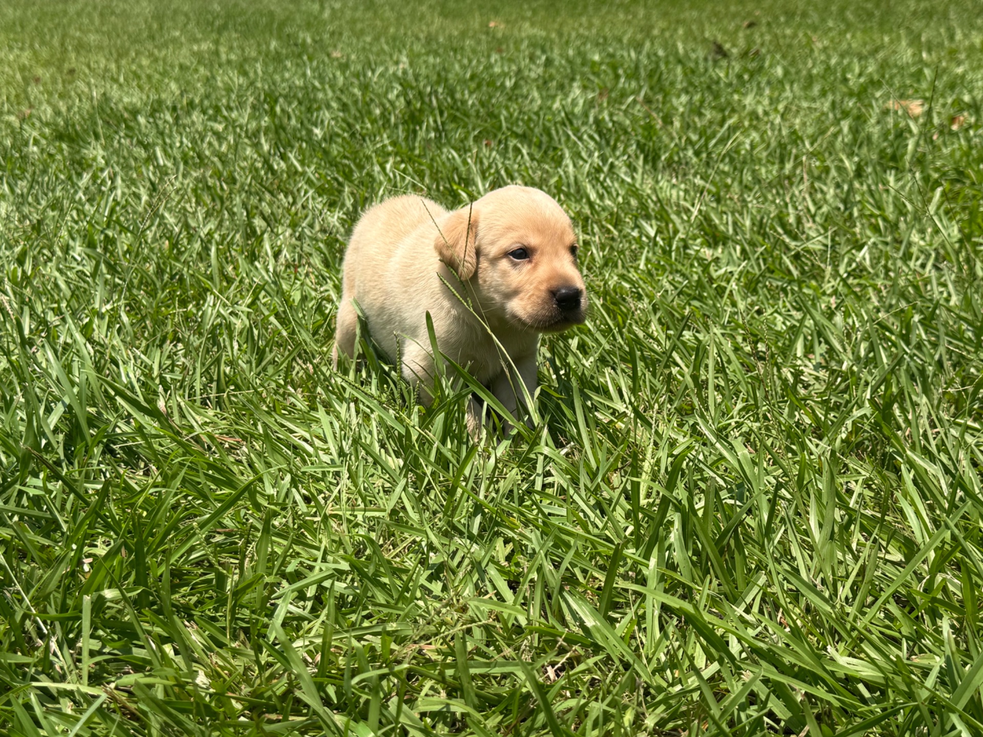 Marley 26 photo 3