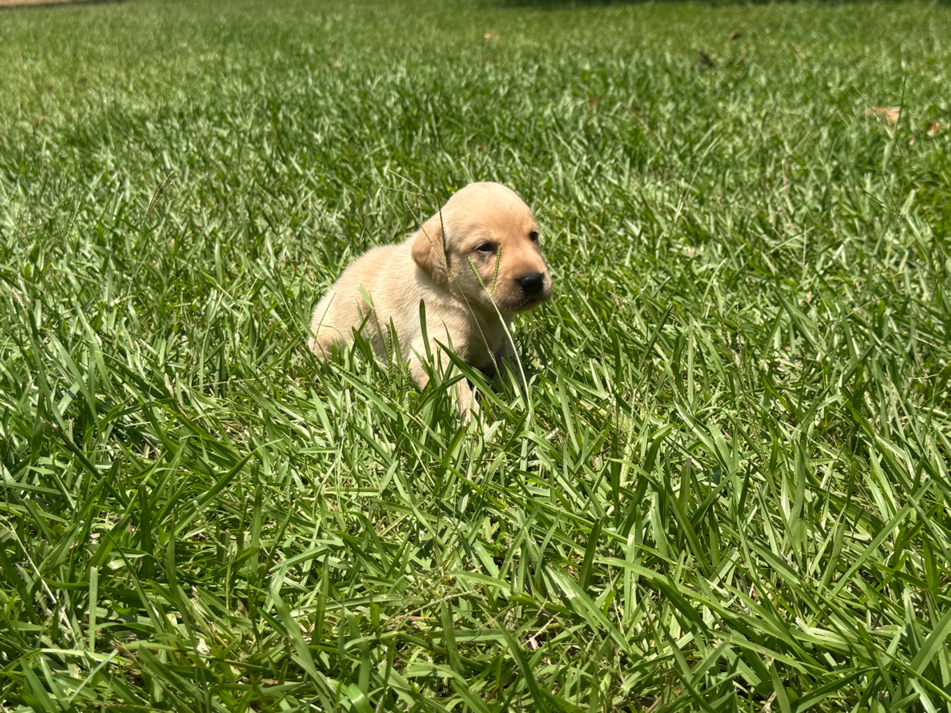 Marley 26 photo 4