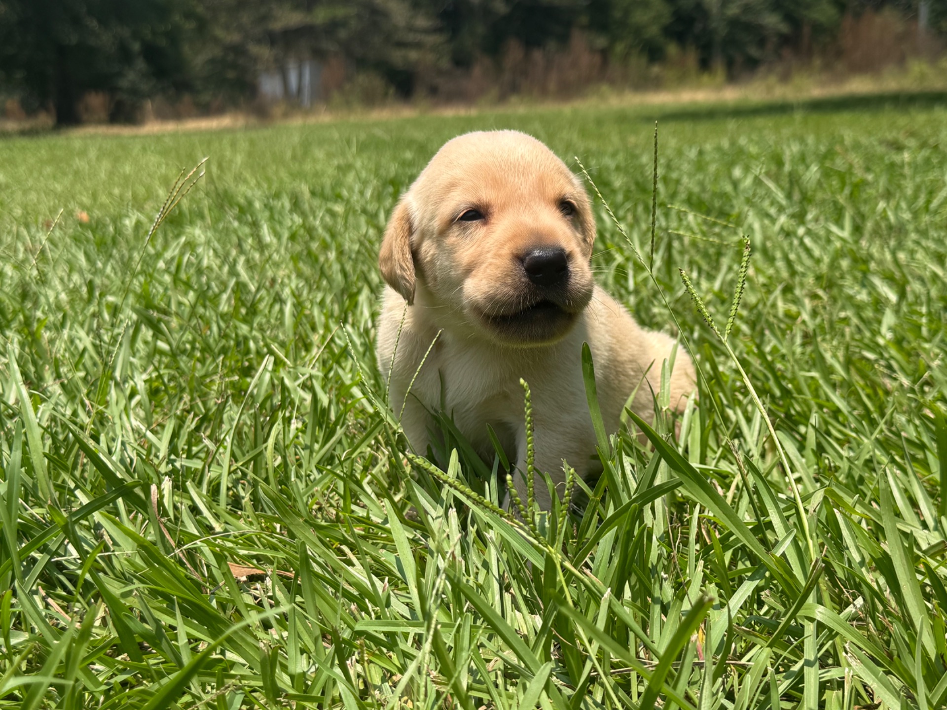 Marley 26 photo 5