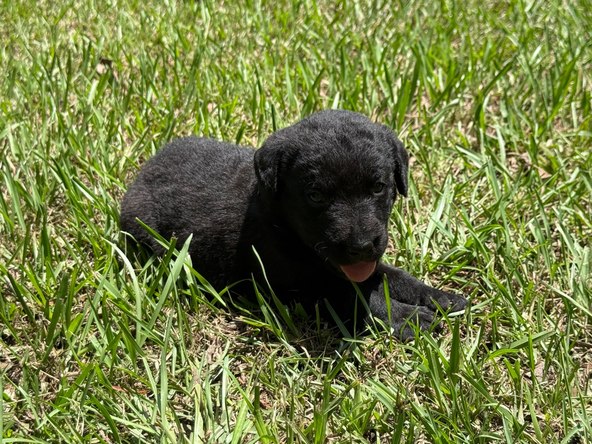 Piper 26 photo 4