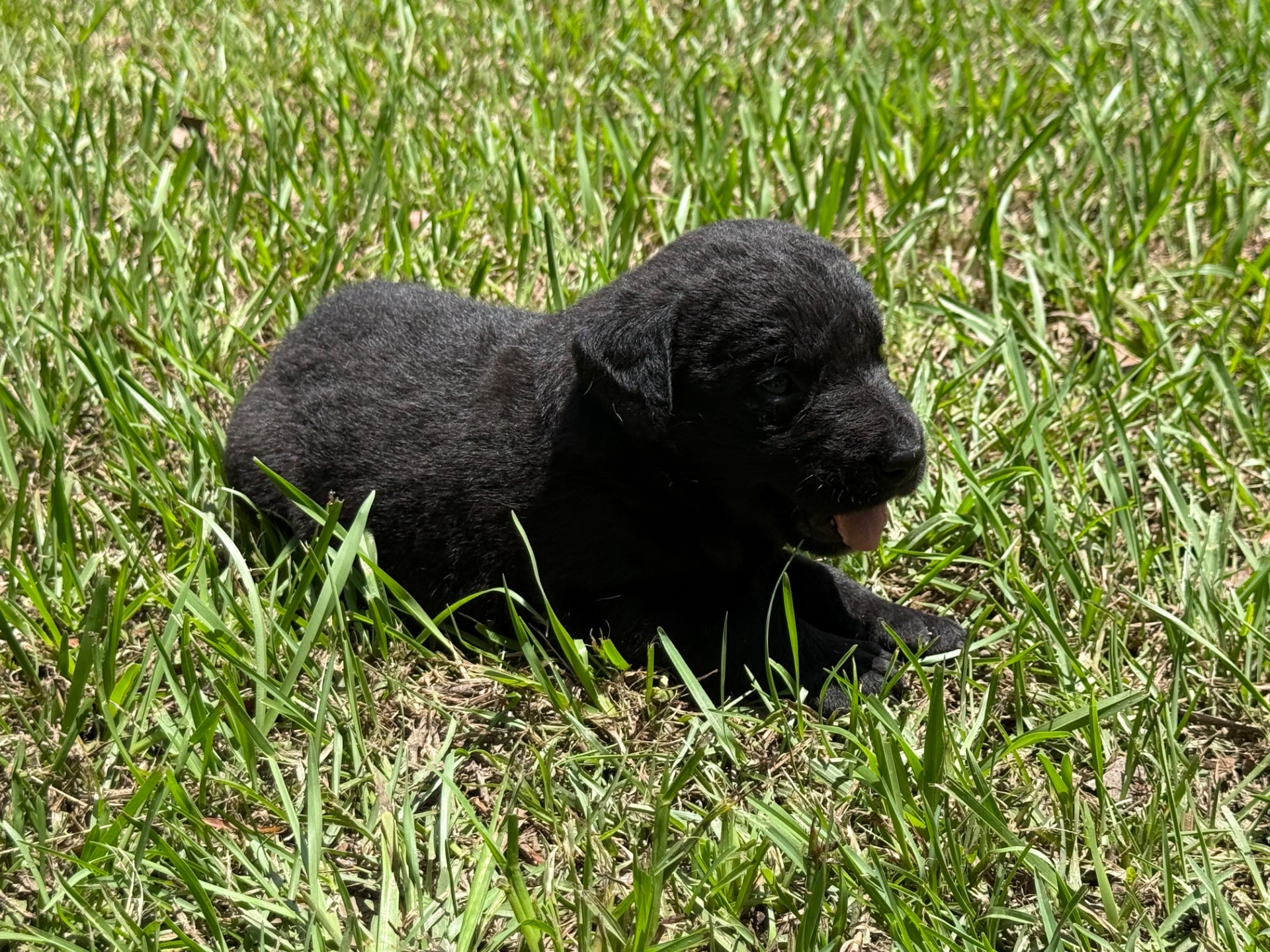 Piper 26 photo 5