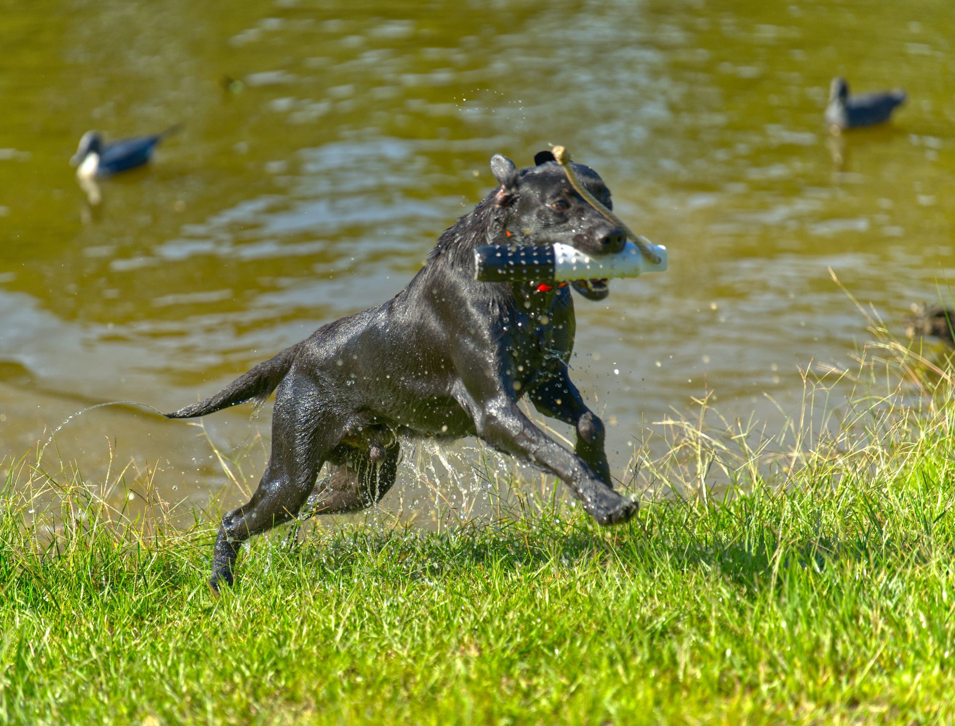 Ember 25 photo 8