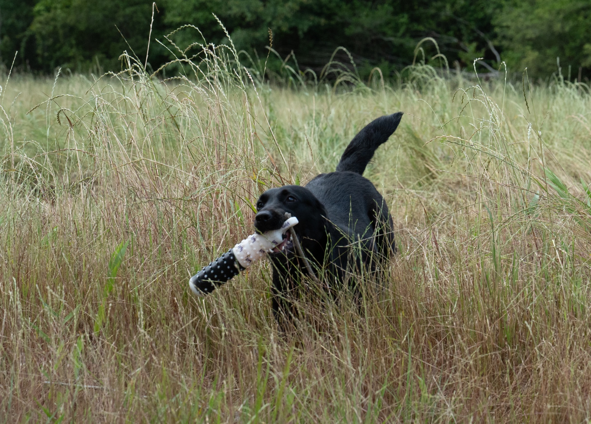 Willow "ace's Elite Willow Of Brookbird Bang" photo 4