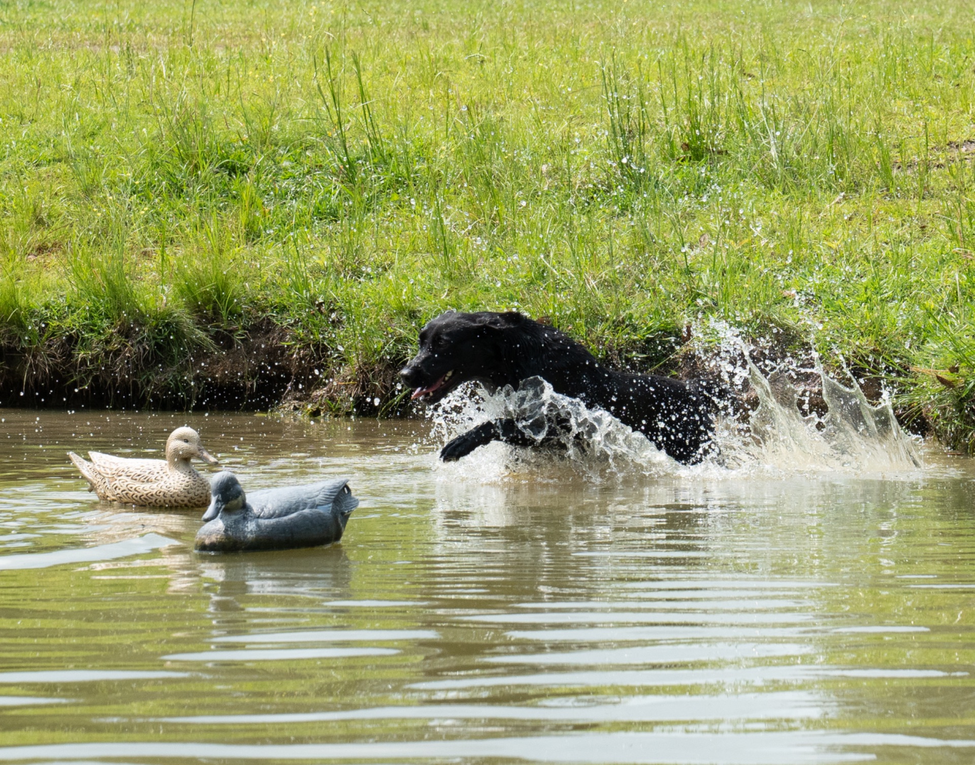 Willow "ace's Elite Willow Of Brookbird Bang" photo 5