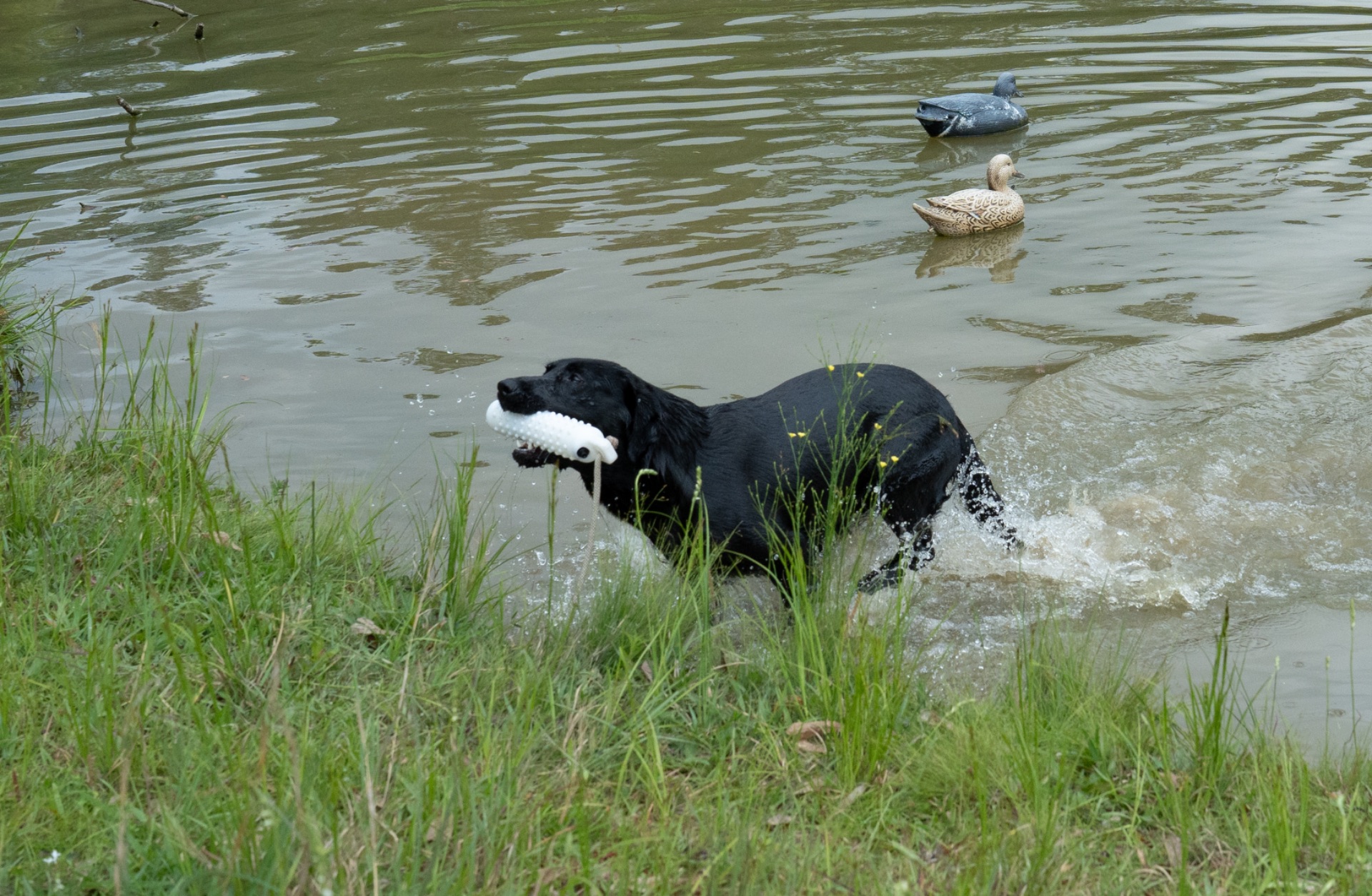 Willow "ace's Elite Willow Of Brookbird Bang" photo 6