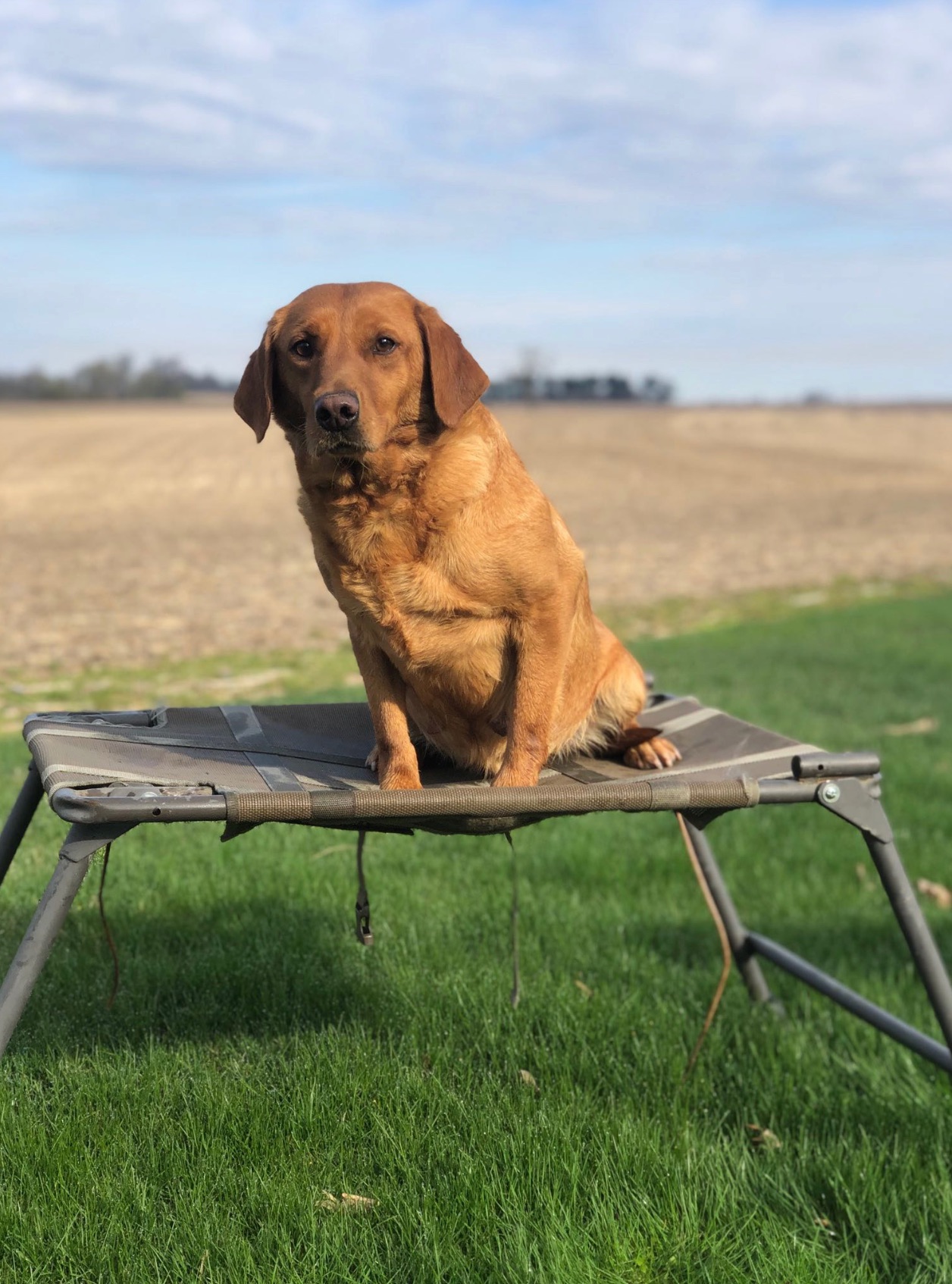 Rozie "ROZIE OF SHINING DIABLO"