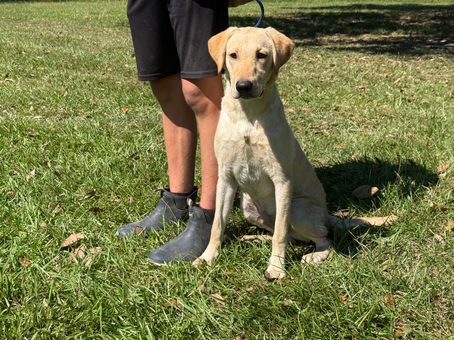 Noah 26, Labrador Retriever
