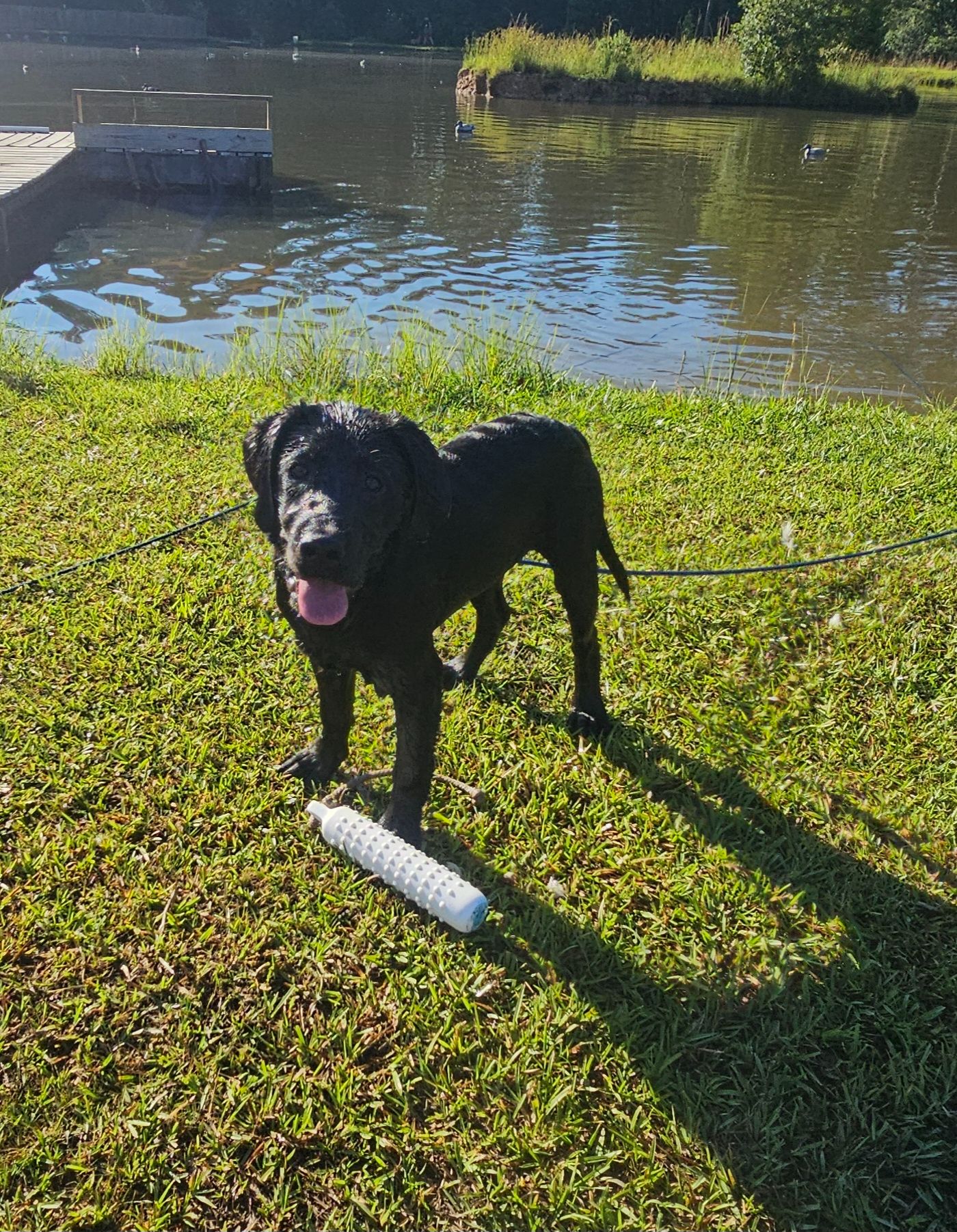 Knox - Labrador Retriever