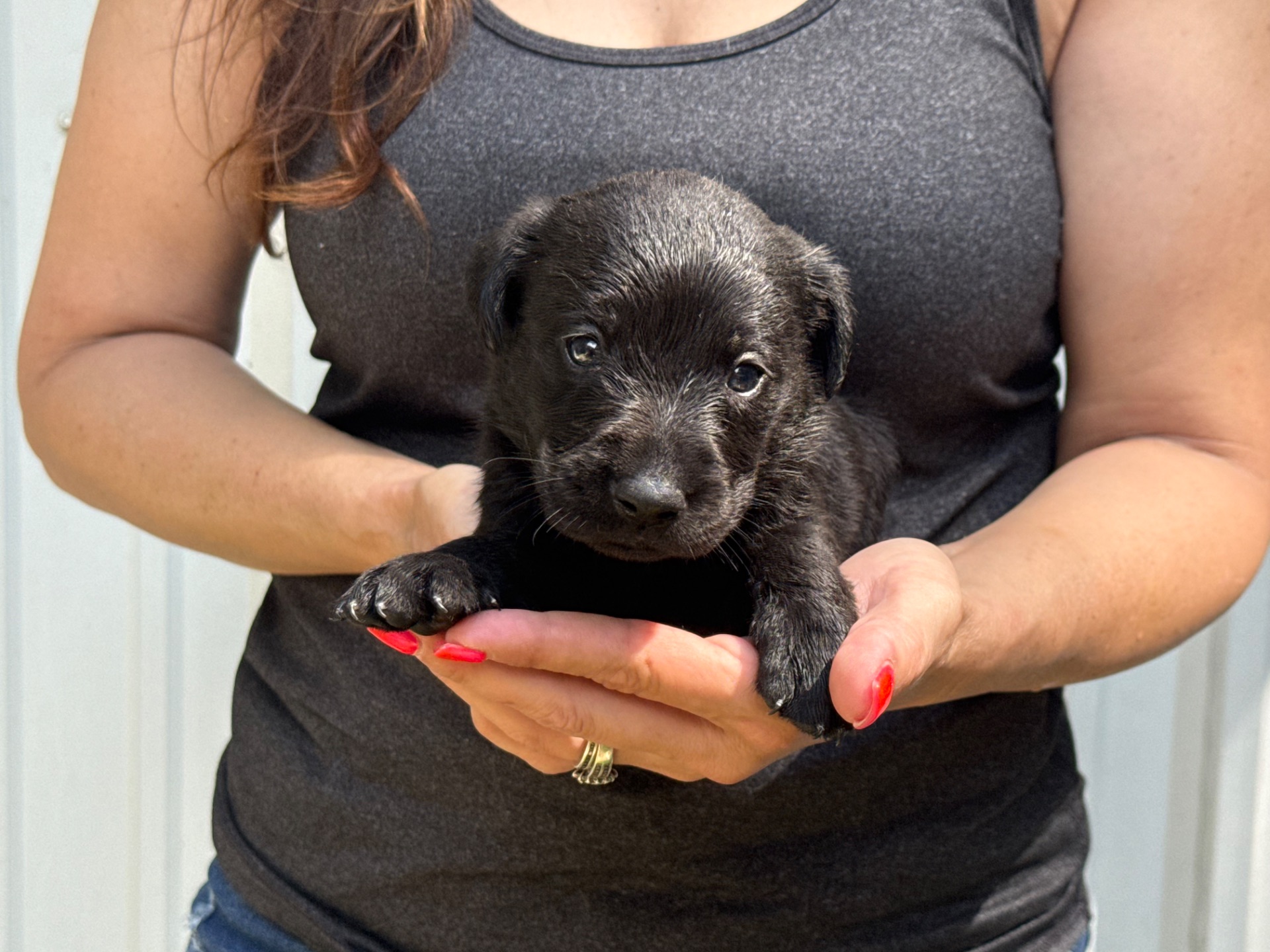 Cocoa 26 photo 3