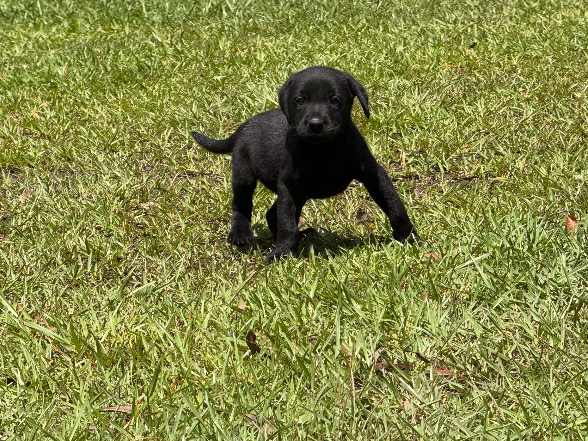 Cocoa 26 photo 3