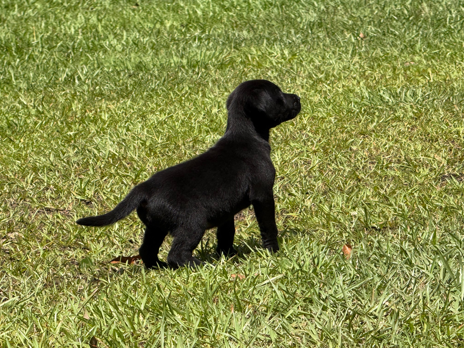 Cocoa 26 photo 4