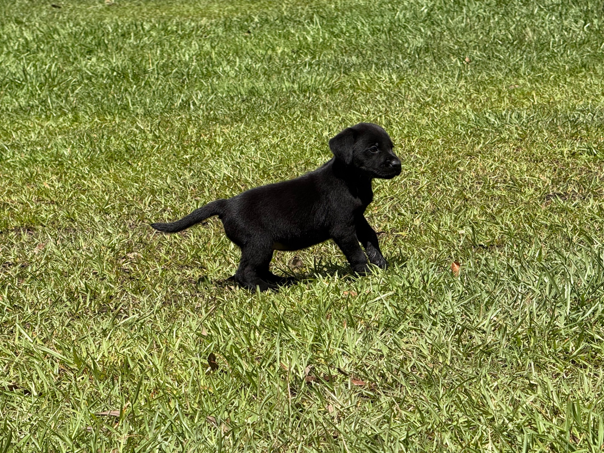 Cocoa 26 photo 5