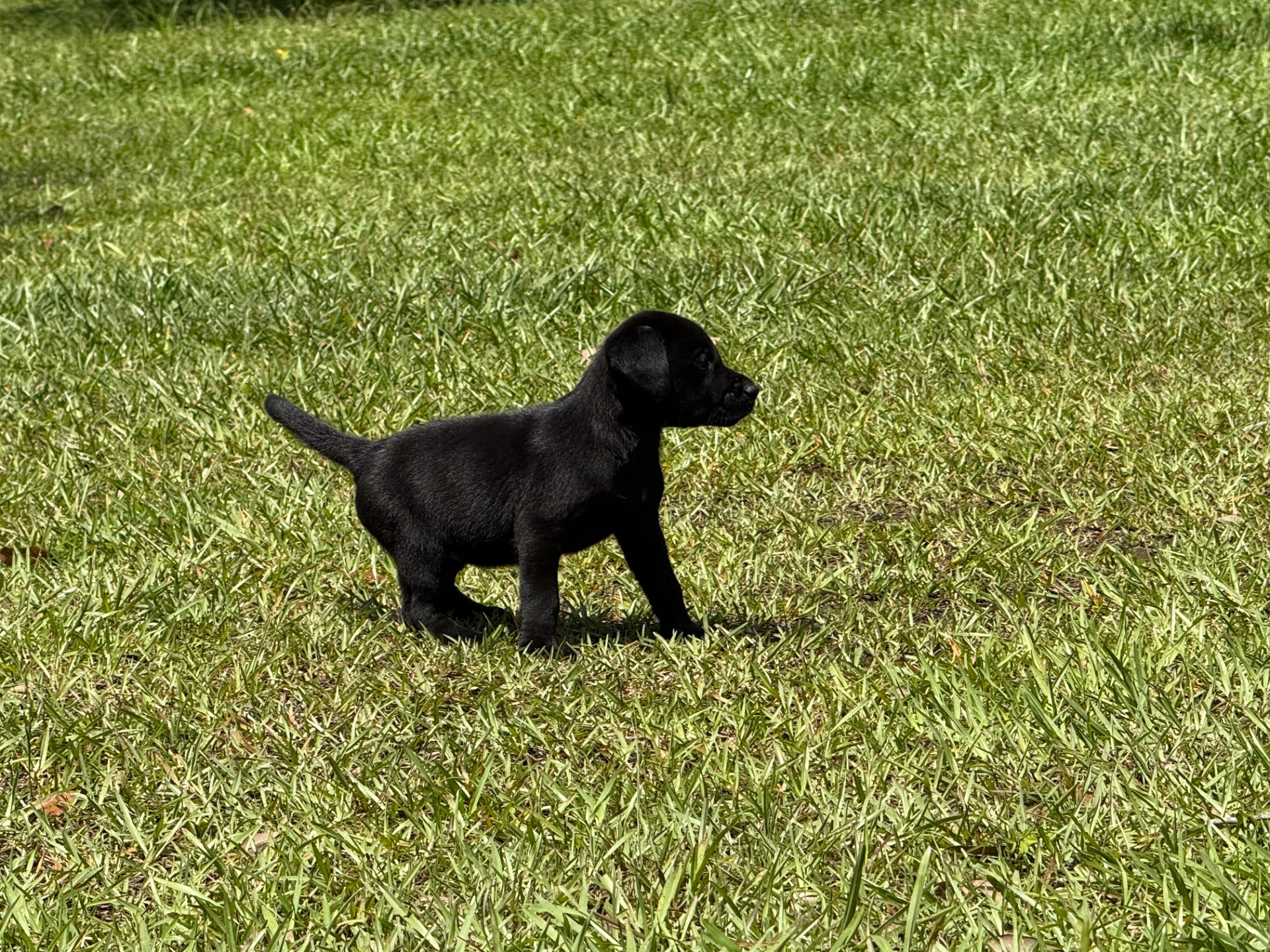 Cocoa 26 photo 6