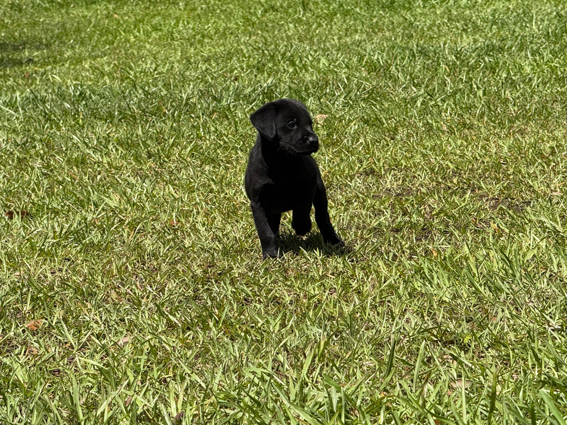Cocoa 26 photo 7