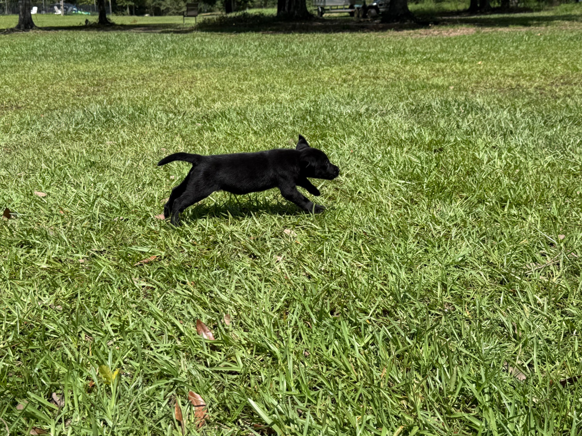 Cocoa 26 photo 8