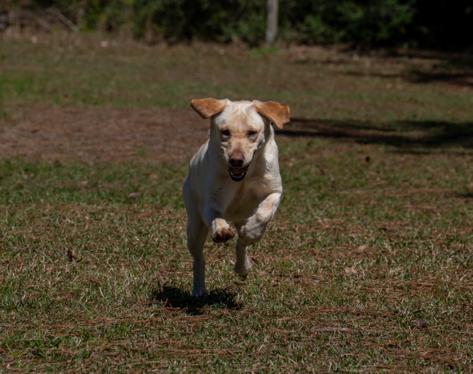 Grace C "Ace's Grace Of Balnaguard Thunder" photo 2