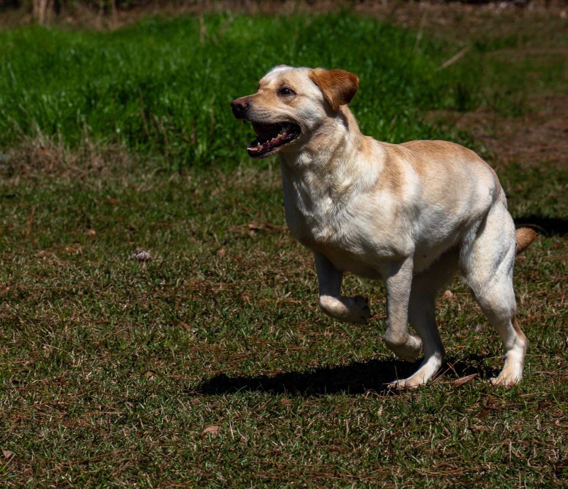 Grace C "Ace's Grace Of Balnaguard Thunder" photo 3