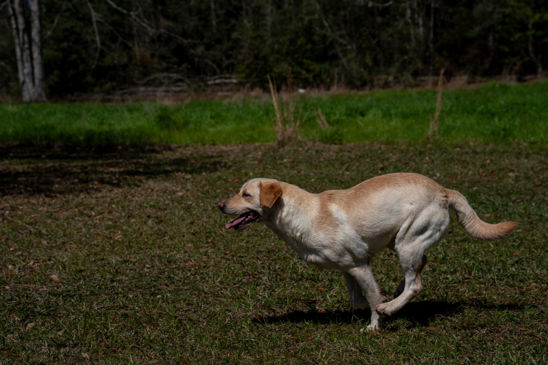 Grace C "Ace's Grace Of Balnaguard Thunder" photo 4