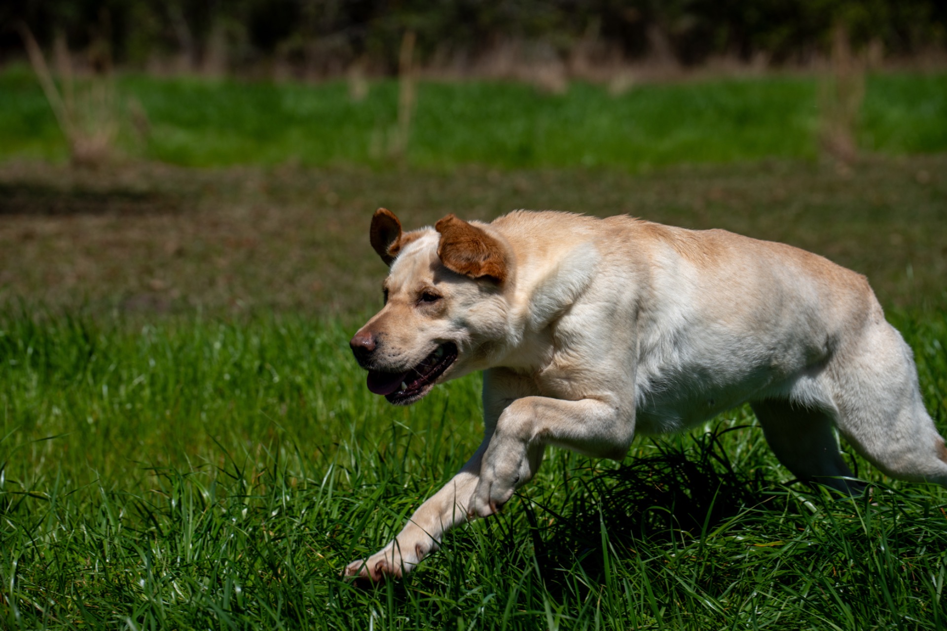 Grace C "Ace's Grace Of Balnaguard Thunder" photo 5