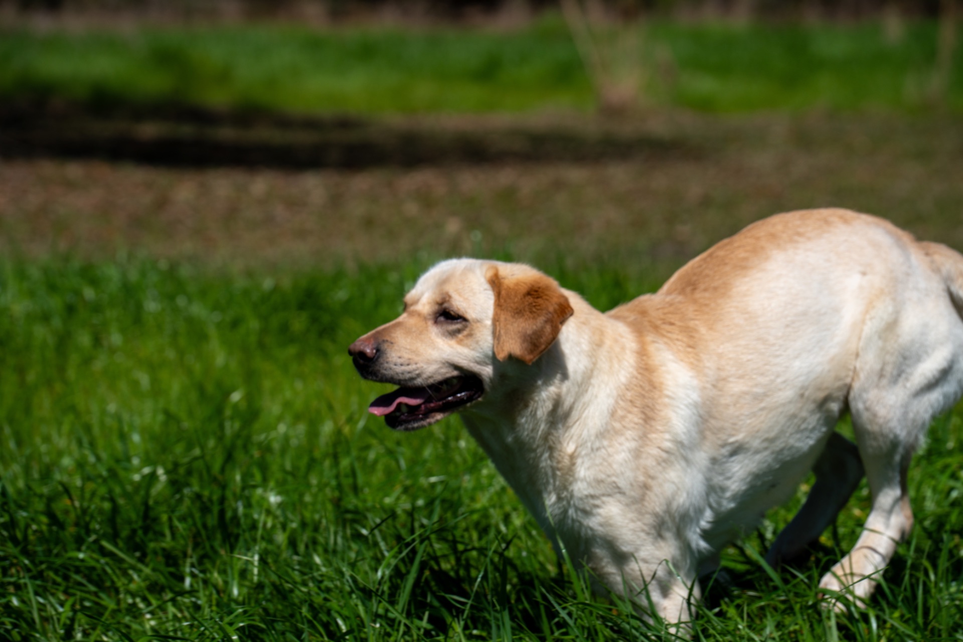 Grace C "Ace's Grace Of Balnaguard Thunder" photo 6