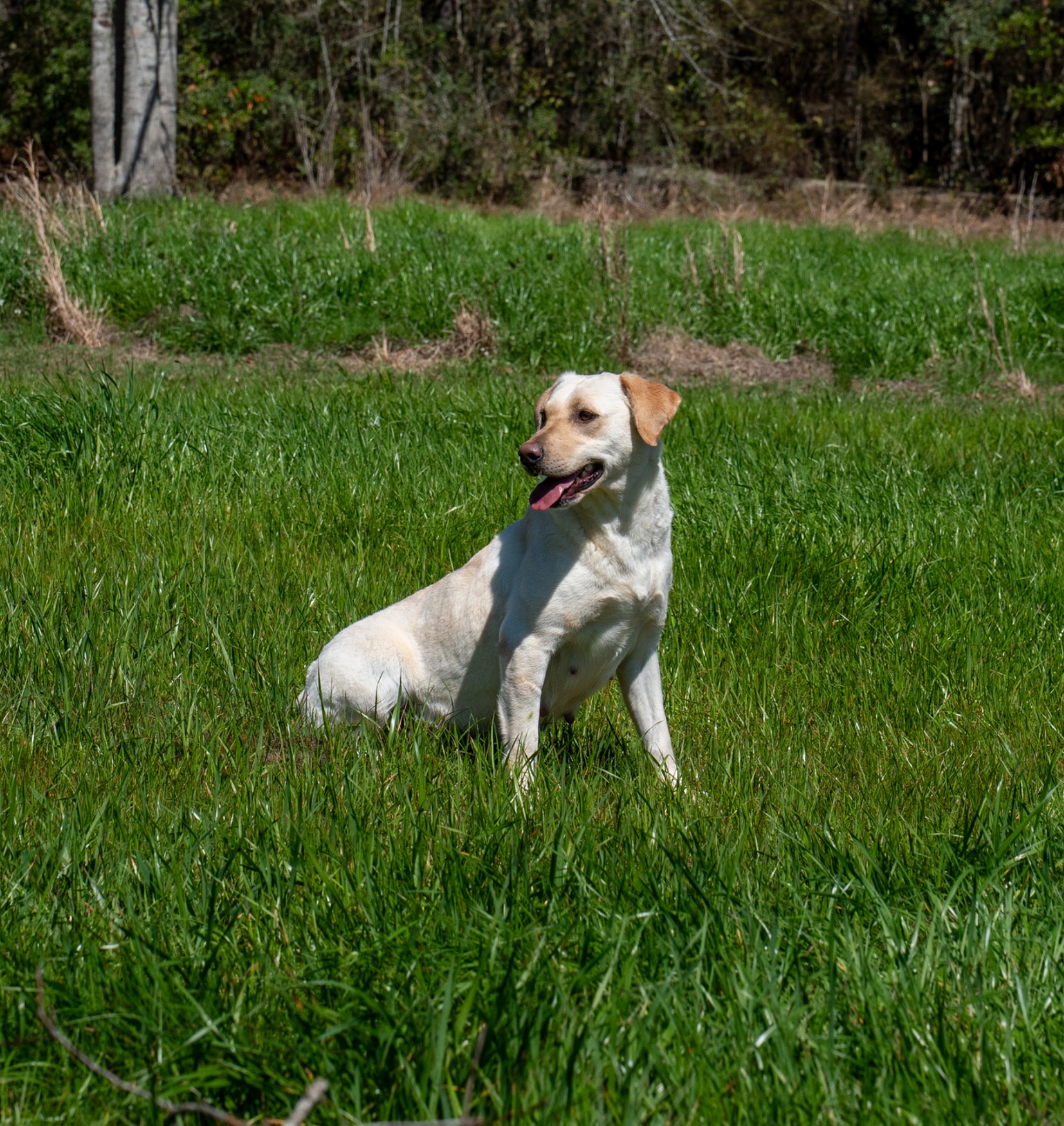 Grace C "Ace's Grace Of Balnaguard Thunder" photo 7