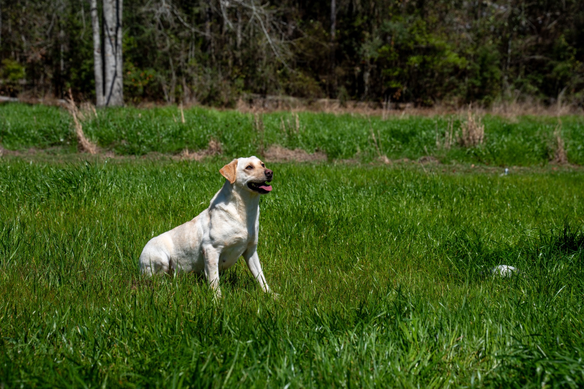 Grace C "Ace's Grace Of Balnaguard Thunder" photo 8