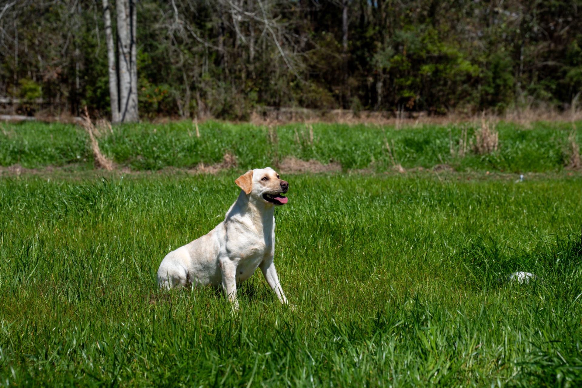 Grace C "Ace's Grace Of Balnaguard Thunder" photo 9