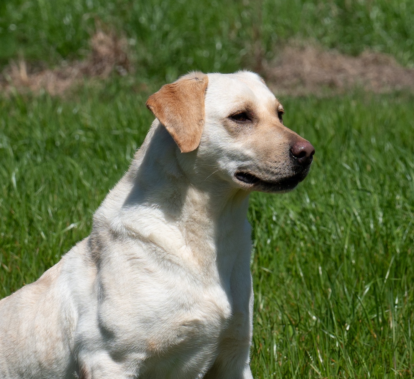 Grace C "Ace's Grace Of Balnaguard Thunder"