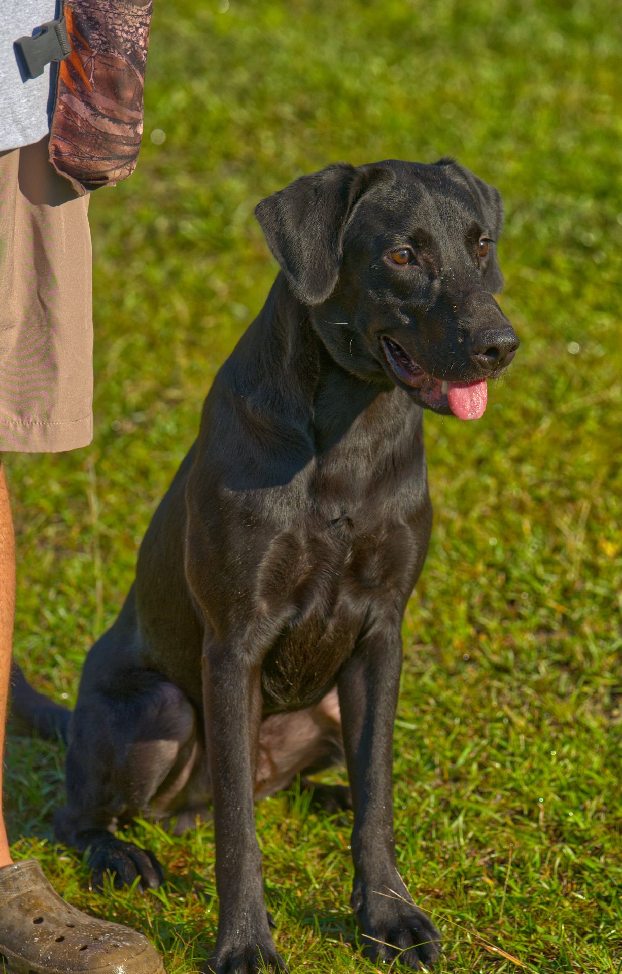 Timber 25 H, Labrador Retriever