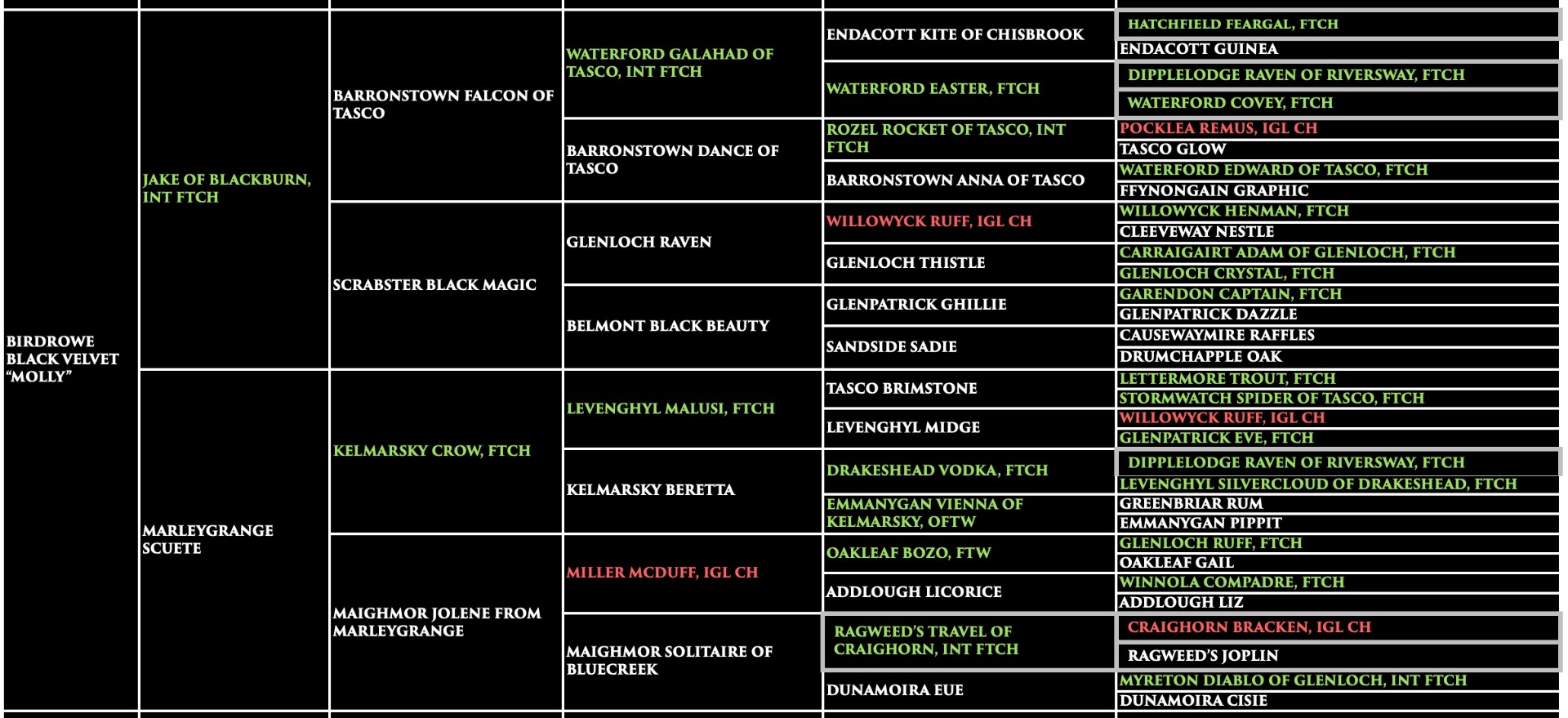 Molly - Birdrowe Black Velvet Pedigree