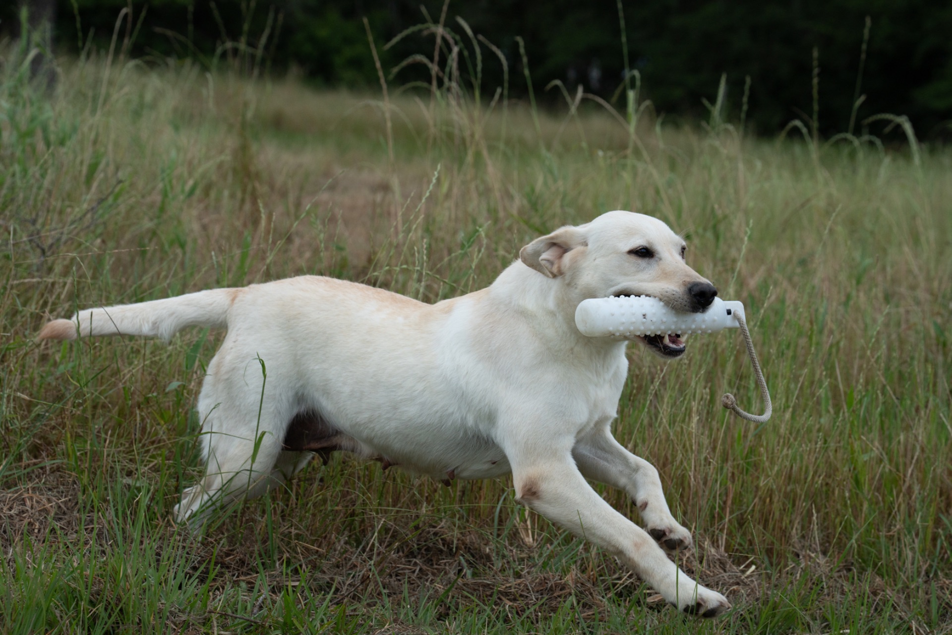 Linda "Ace's Linda Of Carlvalley" photo 2