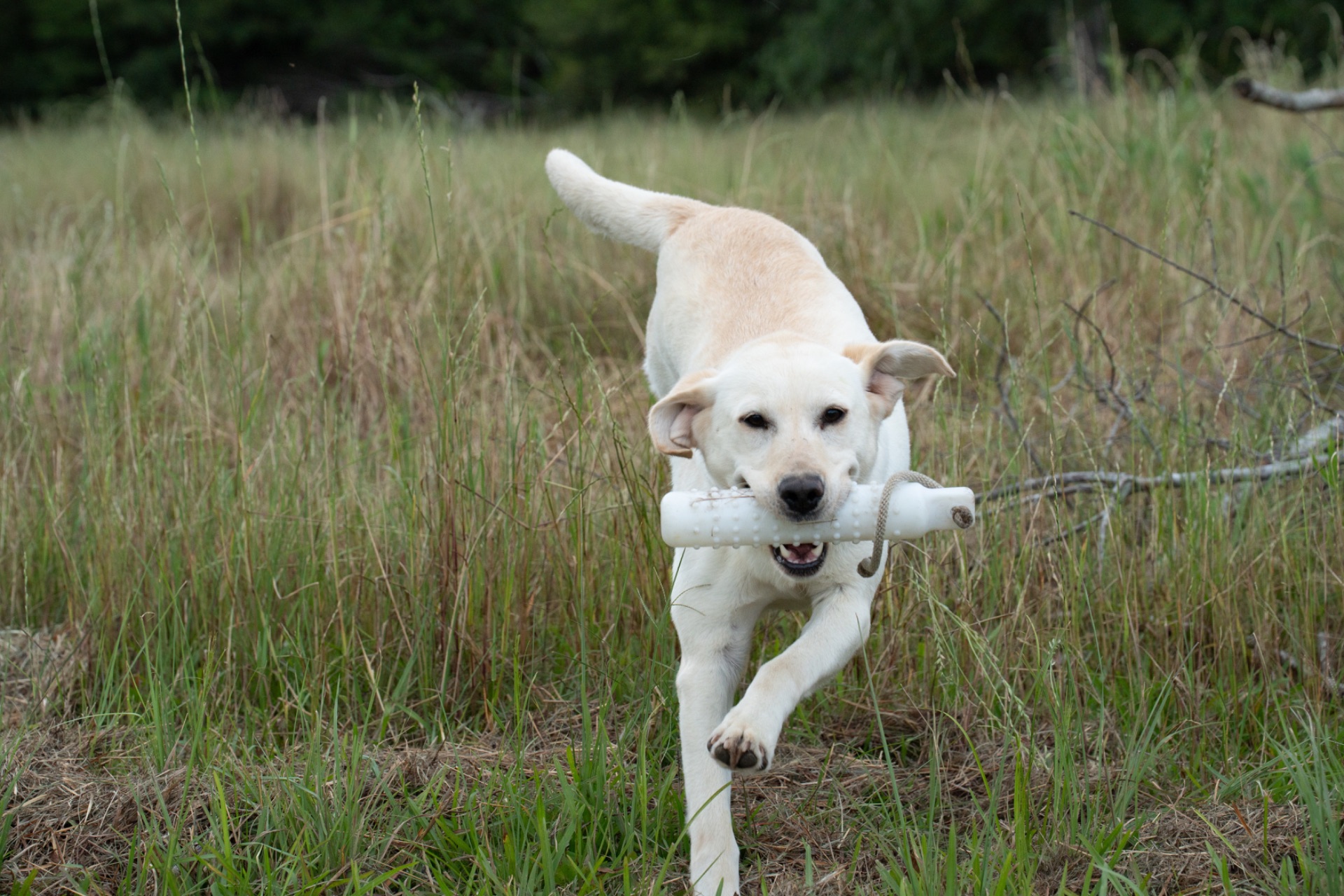 Linda "Ace's Linda Of Carlvalley" photo 3