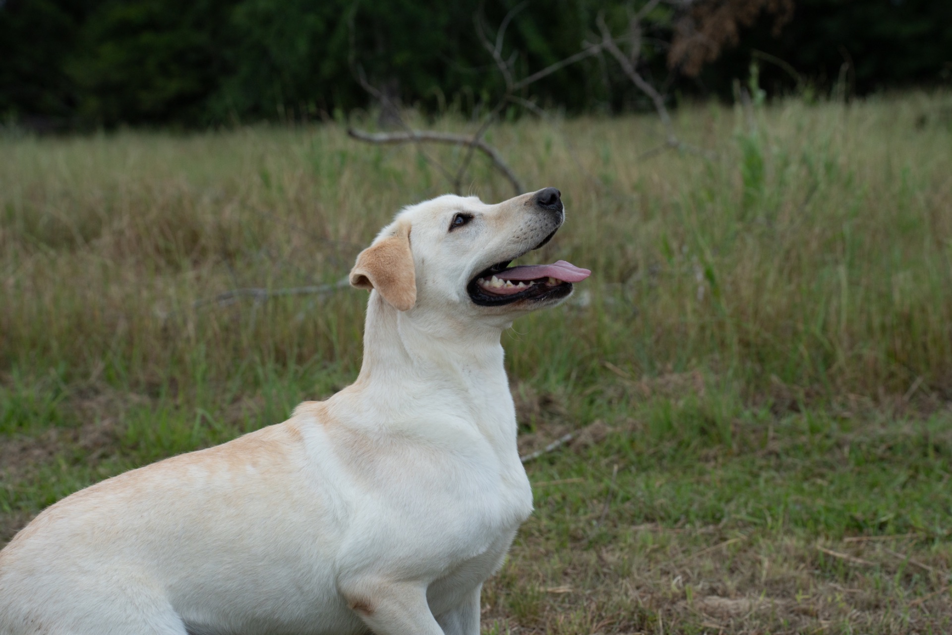 Linda "Ace's Linda Of Carlvalley"