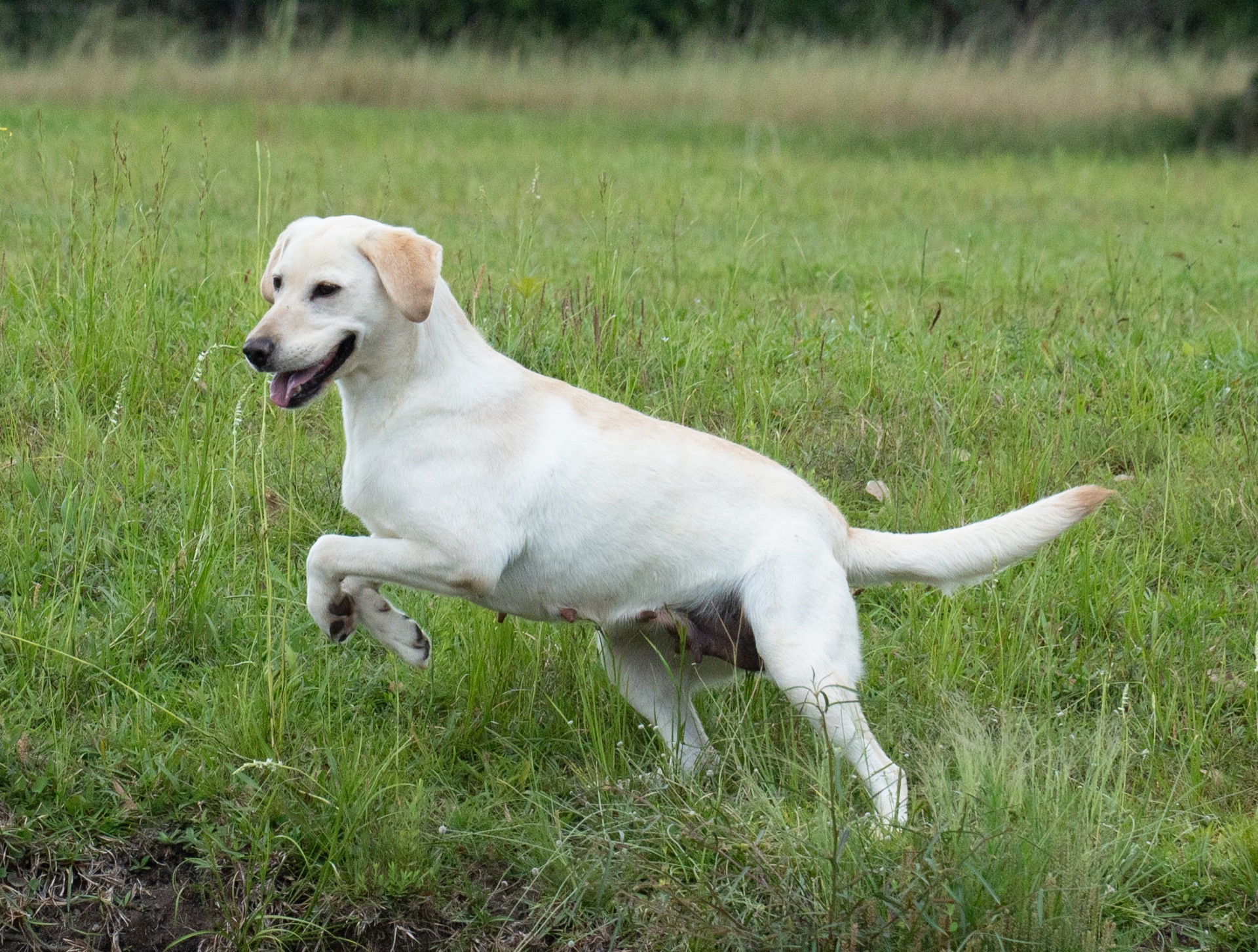 Linda "Ace's Linda Of Carlvalley" photo 4
