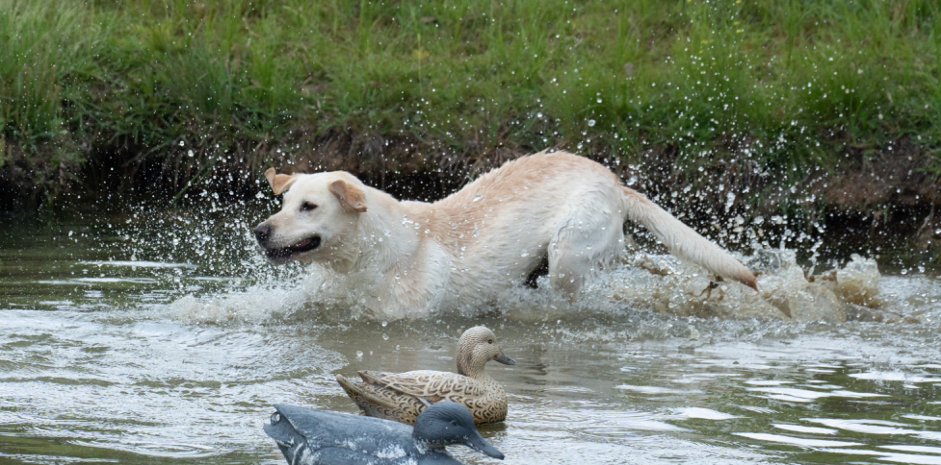 Linda "Ace's Linda Of Carlvalley" photo 5