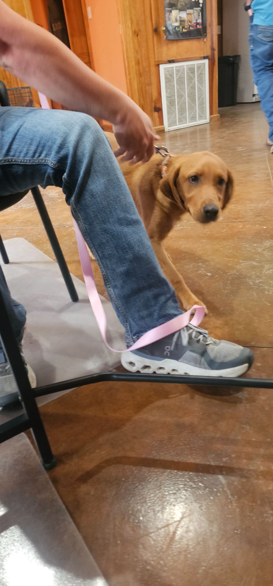 Millie - Labrador Retriever