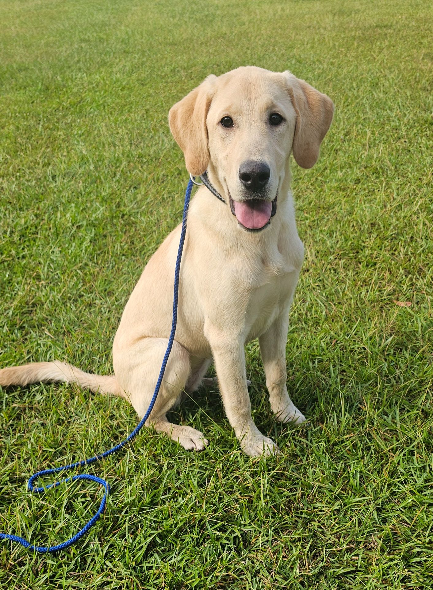 Millie Passman - Labrador Retriever